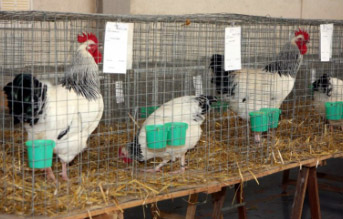 aviculture